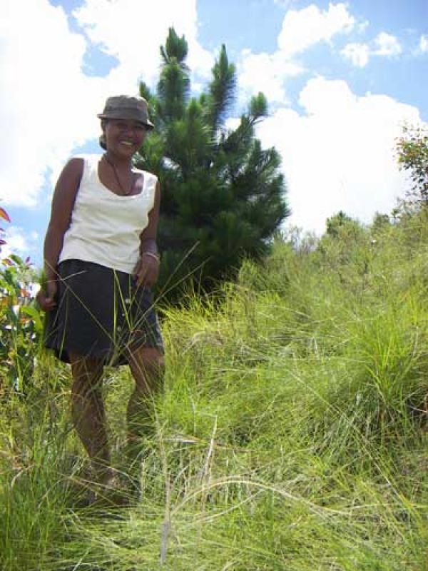 1. The material Haravola is a very tough mountain grass. It is too tough to be grazed by cattle  – instead it is suitable as material for sturdy basketry. 