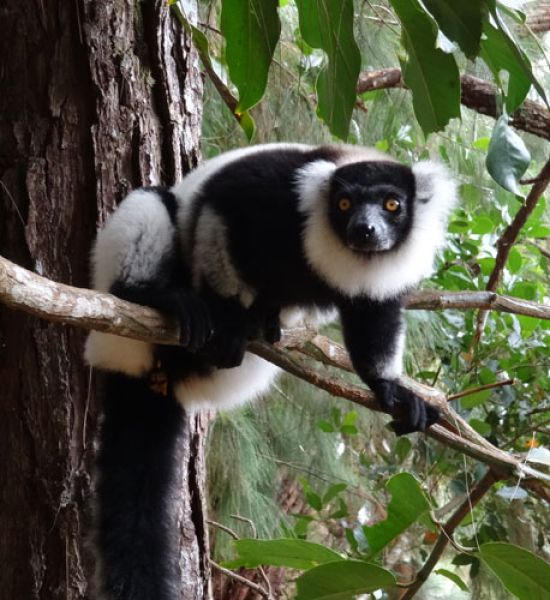 Varecia Variegata Black White Ruffed Lemur